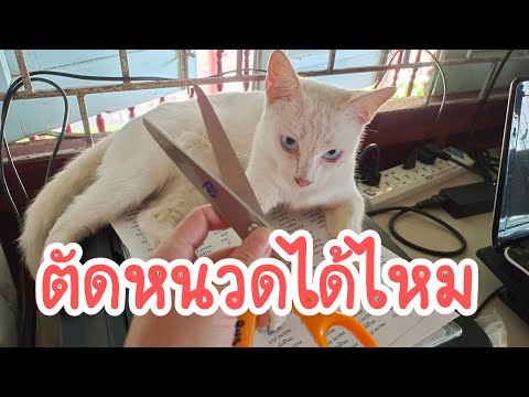 หนวดแมวตัดได้ไหม เพื่อไม่ให้แมวหนีเที่ยว