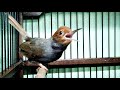 Suara Prenjak Klawu Jantan Gacor Nembak Lantang Untuk Masteran Pikat Burung Cinenen Ciblek Liaran Mp3 - Mp4 Download