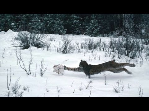 Видео: Удивительные моменты с РЫСЬЮ, снятые на видео