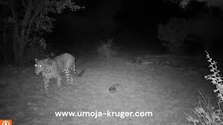 Leopard visit in the garden, join us on a virtual safari