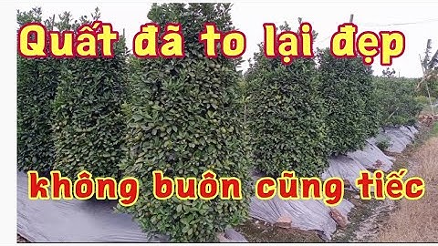 vườn quất lùm to đẹp giá cực rẻ cực rễ mua quất tết quất bon sai 2022 xin liên hệ sđt: 0981807381