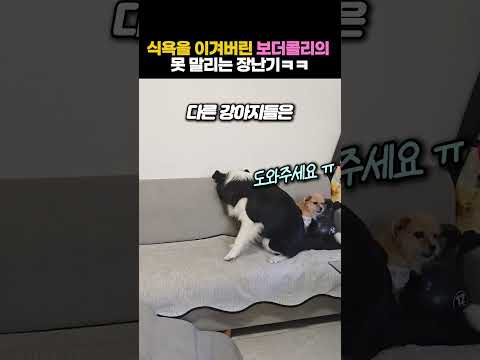 식욕을 이겨버린 보더콜리의 못 말리는 장난기ㅋㅋ #강아지 #동물 thumbnail