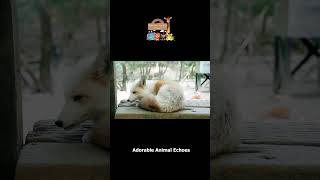 Lovely Animal Sounds: Goat, Fox, Black Bear #animals #animalsounds #shorts