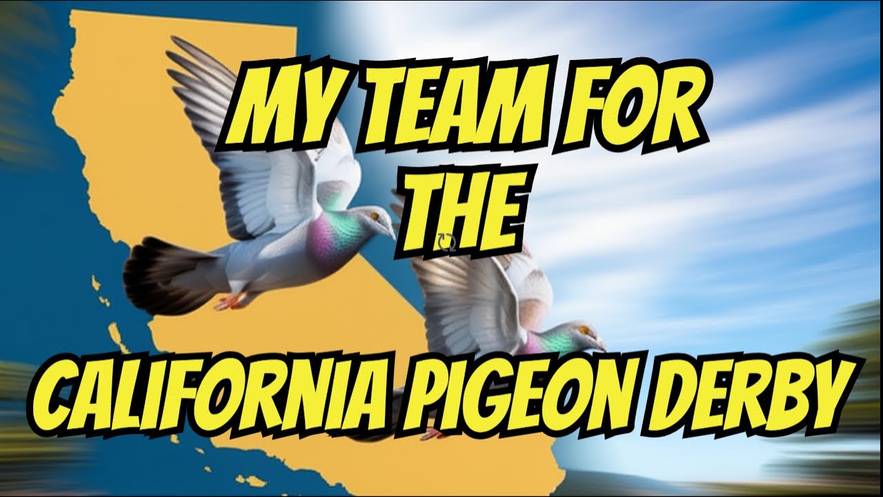 The First Ever California Pigeon Derby :My Team Of Star Pigeons