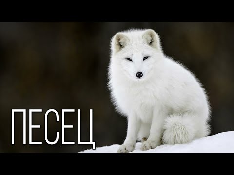 Video: Tiere und Vögel des Nordens: Wie passen sie sich an die Kälte an? Vögel des hohen Nordens Russlands