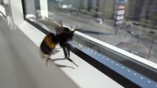 Шмель / Bumblebee