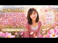 [完全版]　Angelique Yuuna【4K】【究極の癒し】コスモスの風に包まれて｜あなたの想いに寄り添うスローモーション 携帯サイズ　#エモい