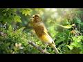 Canarios do Reino Cantando: Canario Belga Campainha Alta Definição Profissional #treinarcanario