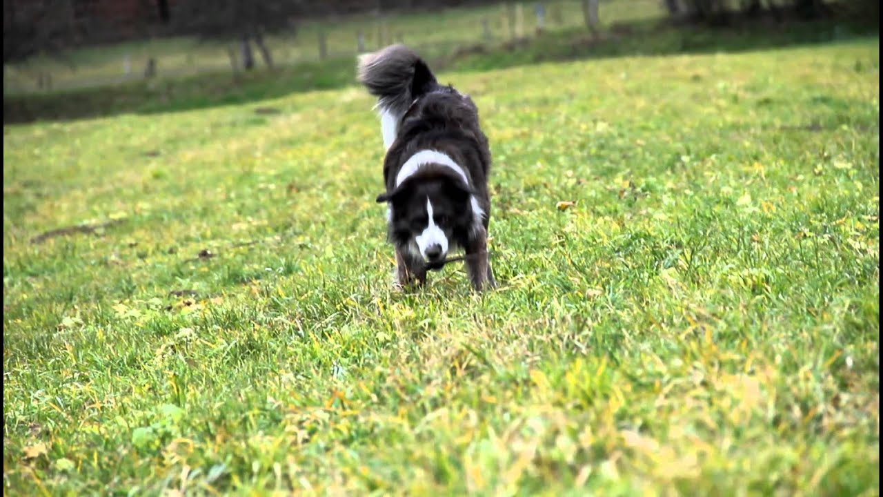 Life of siberian Husky & Border Collie YouTube