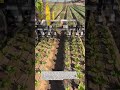 Smart Tractor Robot Removes Weeds Between Crops Fast | Precision Farming #farming #tractor #agtech