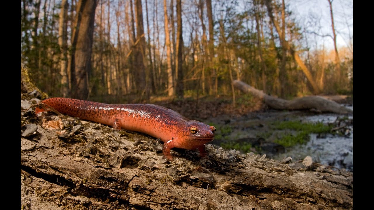 Clay Bolt on "Slowing Down" and finding wildlife subjects