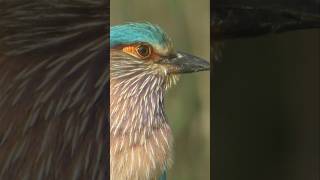 Indian Roller Bird ! Bird,Watching #birds