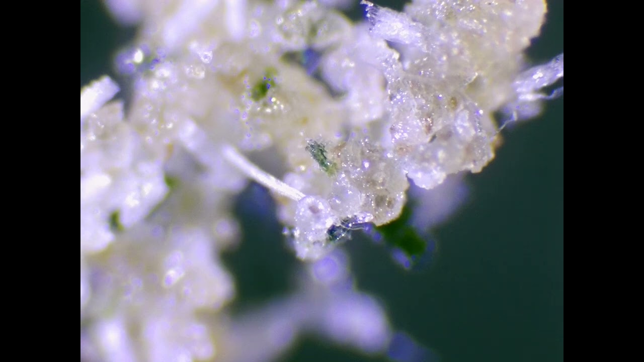 RIVIERA CREEK PINK ELEPHANT ICE HASH HYBRID REVIEW