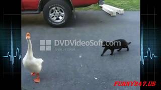 Funny cat fight goose,goose attack compilations