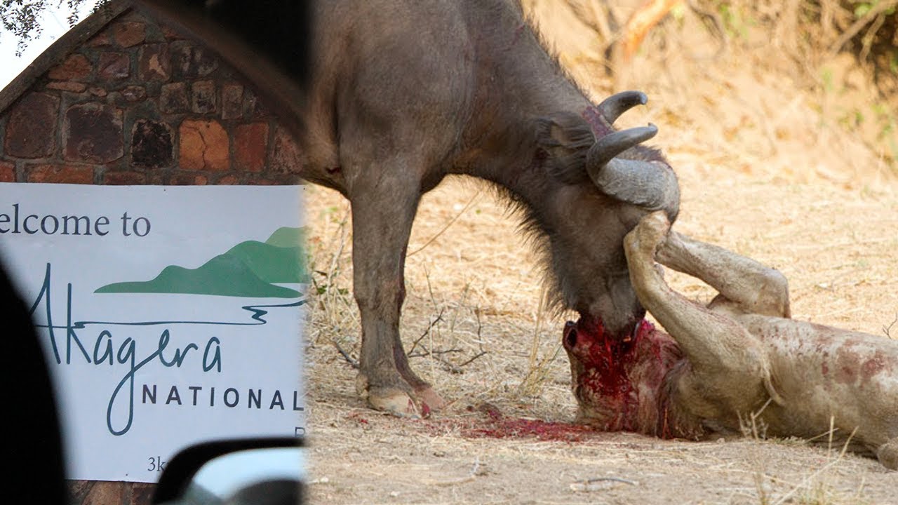 Amazing life in Akagera National Park || Lions have plenty of Food