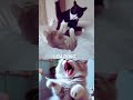 Funny Animals #7