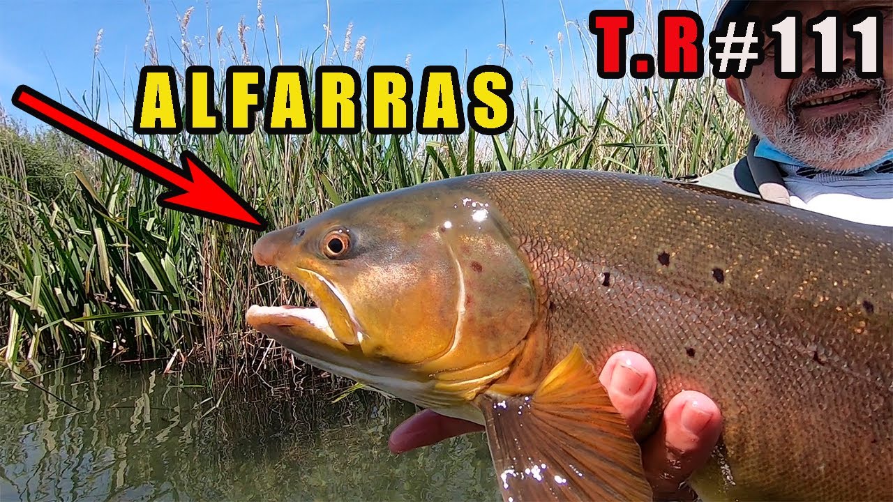 ⚠️MI VIAJE DE PESCA A ALFARRAS 🎣