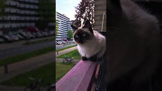 My 3 Queens Suzy,Fandoq And Piči