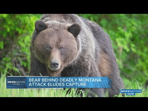 Grizzly bear behind