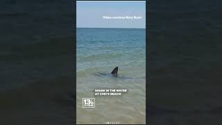 Shark in the water at Chic's Beach, Virginia Beach #shorts