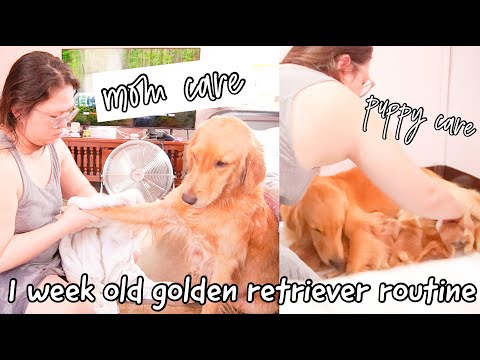 First Week of Golden Retriever Puppies| Breeder's Daily Routine | Mama Debbie Villanueva