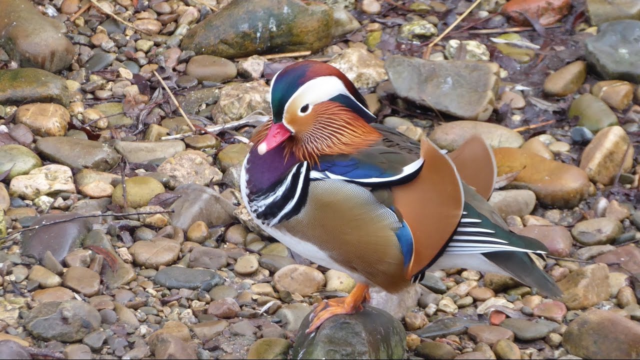 Un pato mandarín en las aguas del Arlanzón