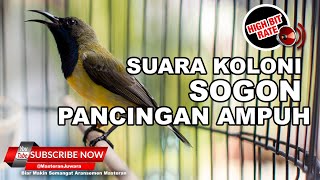 🔴 Suara Pikat Koloni Sogok Ontong Jantan dan Betina Ribut Rumah Tangga