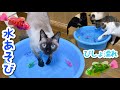 猫7匹に魚のおもちゃをプレゼントしたらビショ濡れになって遊んだ！ww
