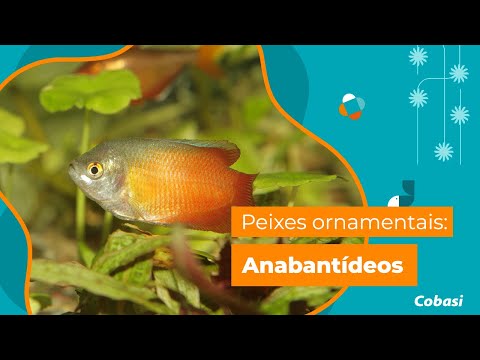 Peixes anabantídeos | Websérie “Peixes Ornamentais”