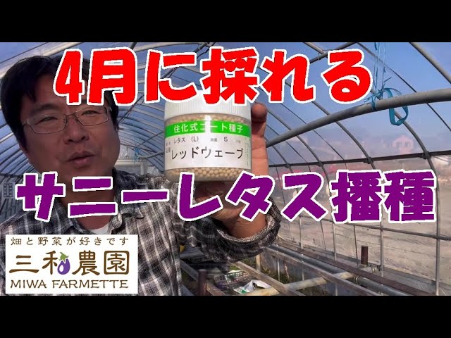 Rare vegetables that can be harvested in April (2024.1.17