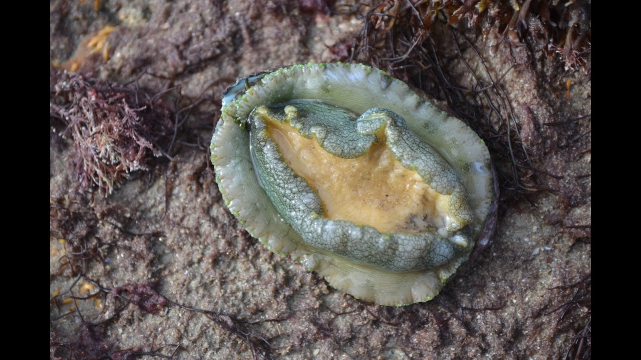 Pêche à pied: les trésors de l'estran