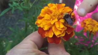 Bumble bee high five