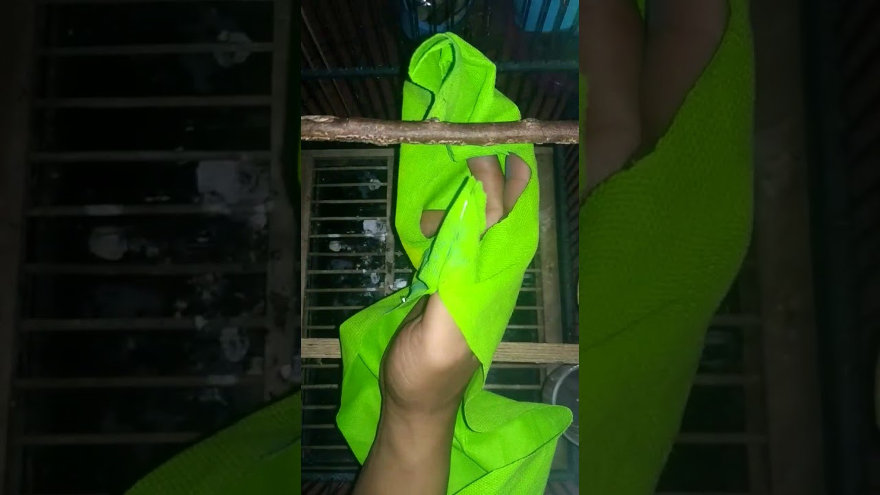 CARA MENJINAKKAN BURUNG CUCAK IJO DAN CUCAK RANTE DG MUDAH 