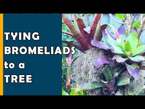 Video: My Bromeliad sẽ không ra hoa - Buộc hoa Bromeliad nở