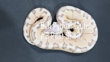 Ball Python Clutch 3 Post Shed