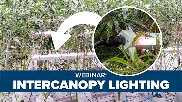 How To Leverage Intercanopy Lighting in Cannabis | Fluence Webinar