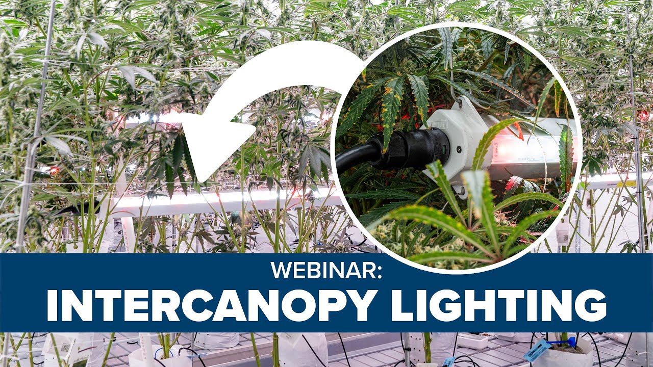 How To Leverage Intercanopy Lighting in Cannabis | Fluence Webinar