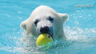 リンゴを落としちゃったこぐま~Polar Bear
