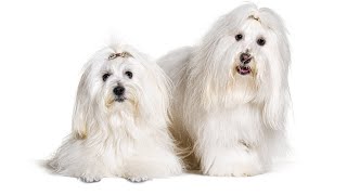 15 Pros and Cons of Owning a Coton de Tulear Dog