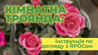 Кімнатна троянда: інструкція по догляду з ЯРОСом | Догляд за кімнатною трояндою