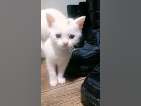 маленьких котиков купает мама - YouTube