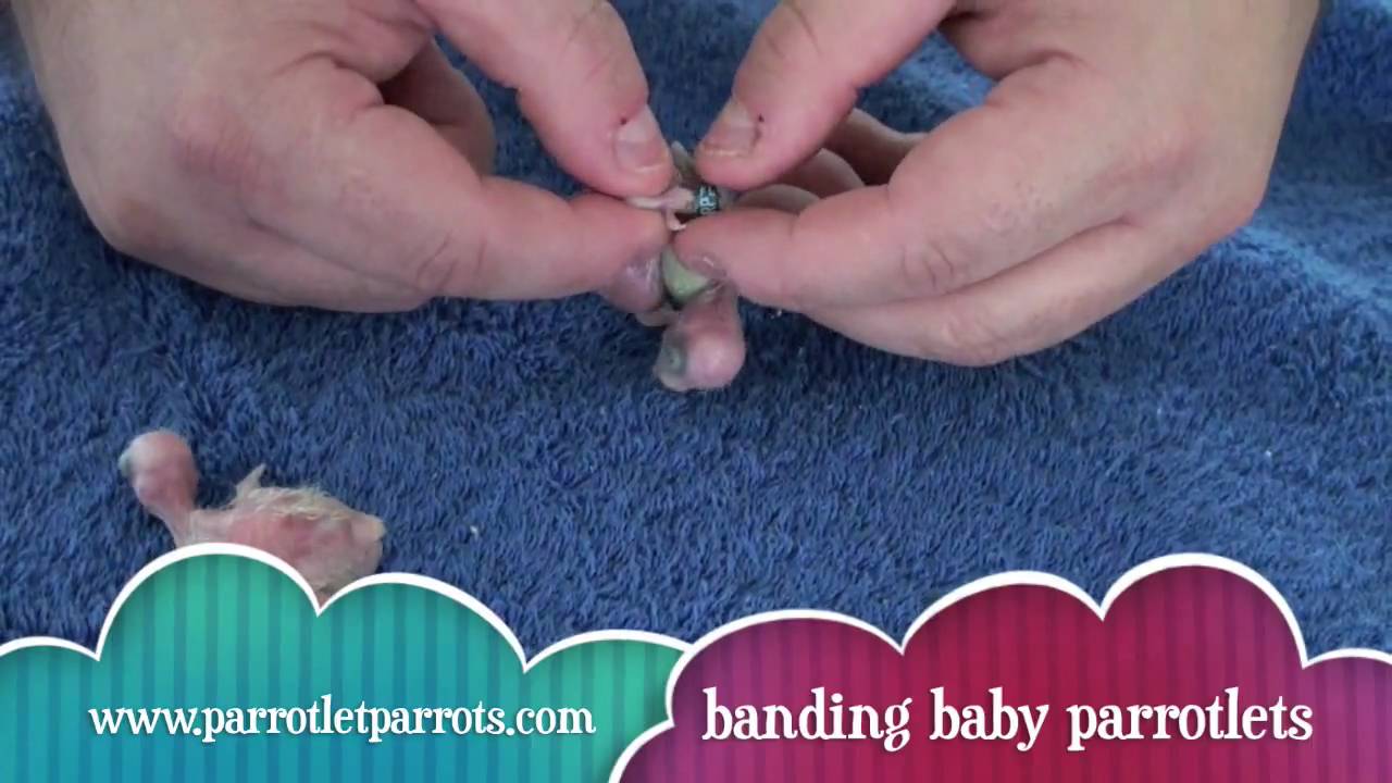littletweet com close leg banding baby parrotlets youtube