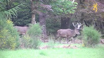 Browning wildlife scenes - Video May 2014