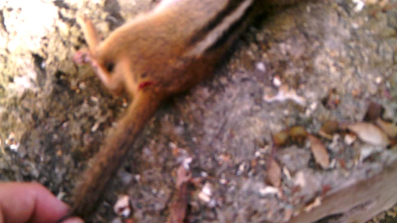 Daisy Powerline 880 Hunting Chipmunks Youtube