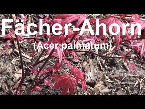 Fächerahorn pflege gießen Standort düngen schneiden vermehren überwintern Acer palmatum Fächer Ahorn