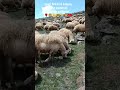 #trend #öneçıkar #keşfet #shorts #viral #youtube #trending #song #gaming #music #travel #viralvideo