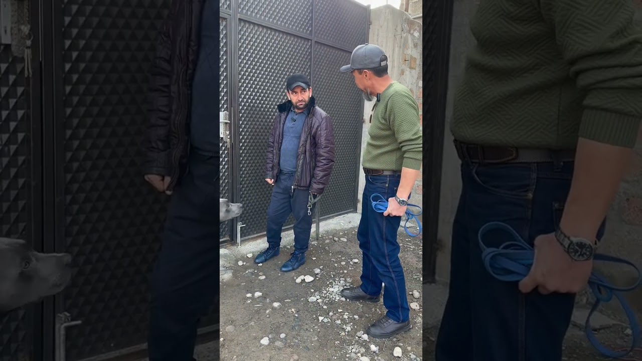 Невоспитанный питбуль.