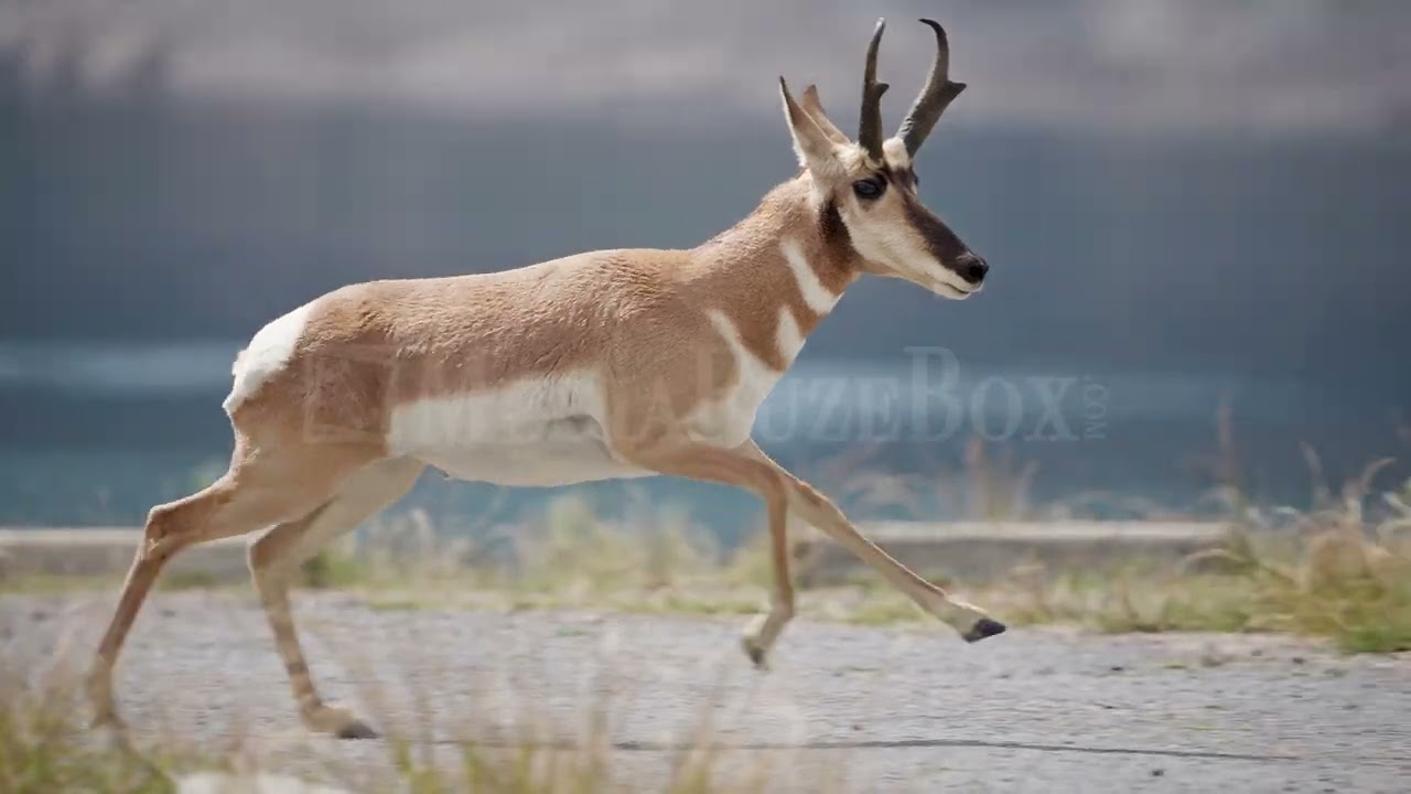 Stock Video - Pronghorn Antelope running as it is chased off by another male