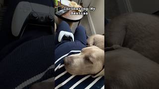 Napping on Pregnant Belly #twins #twinsisters #guard #incubator #love #funny #cute #pets #baby #dog