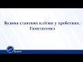 Будова статевих клітин у хребетних. Гаметогенез. Біологія 11 клас